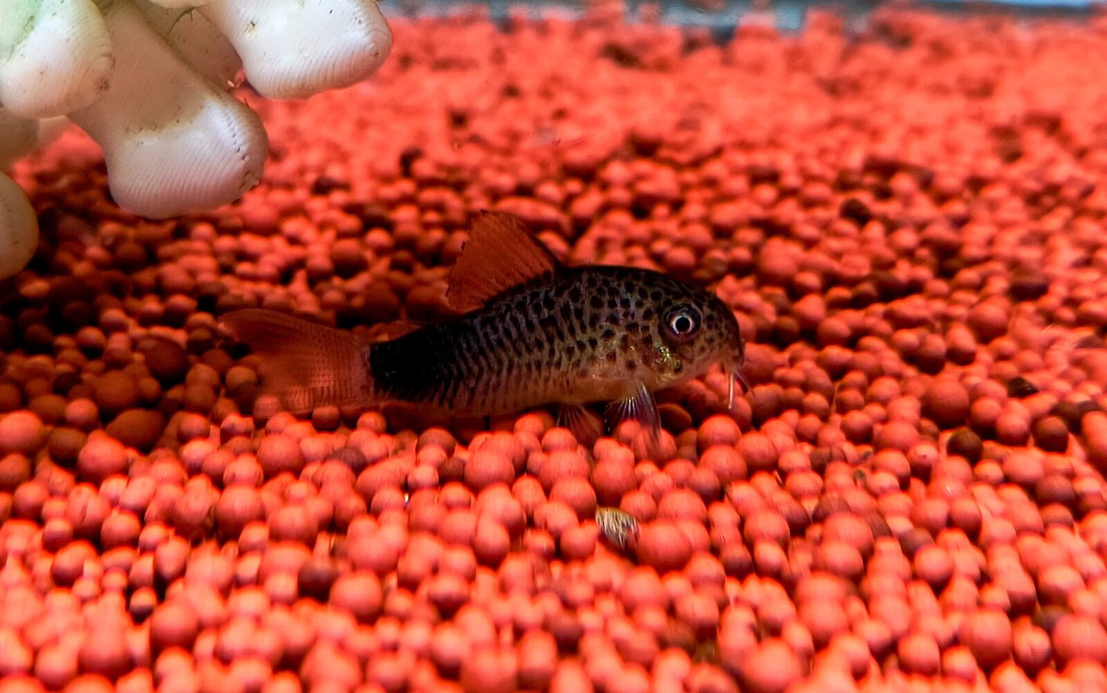 Similis cory