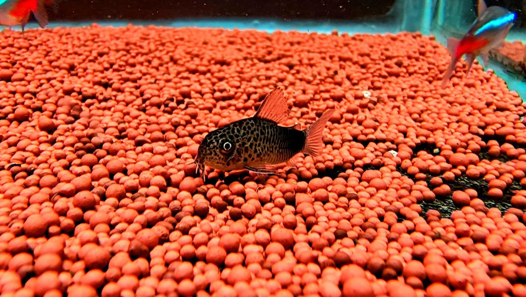 Similis cory