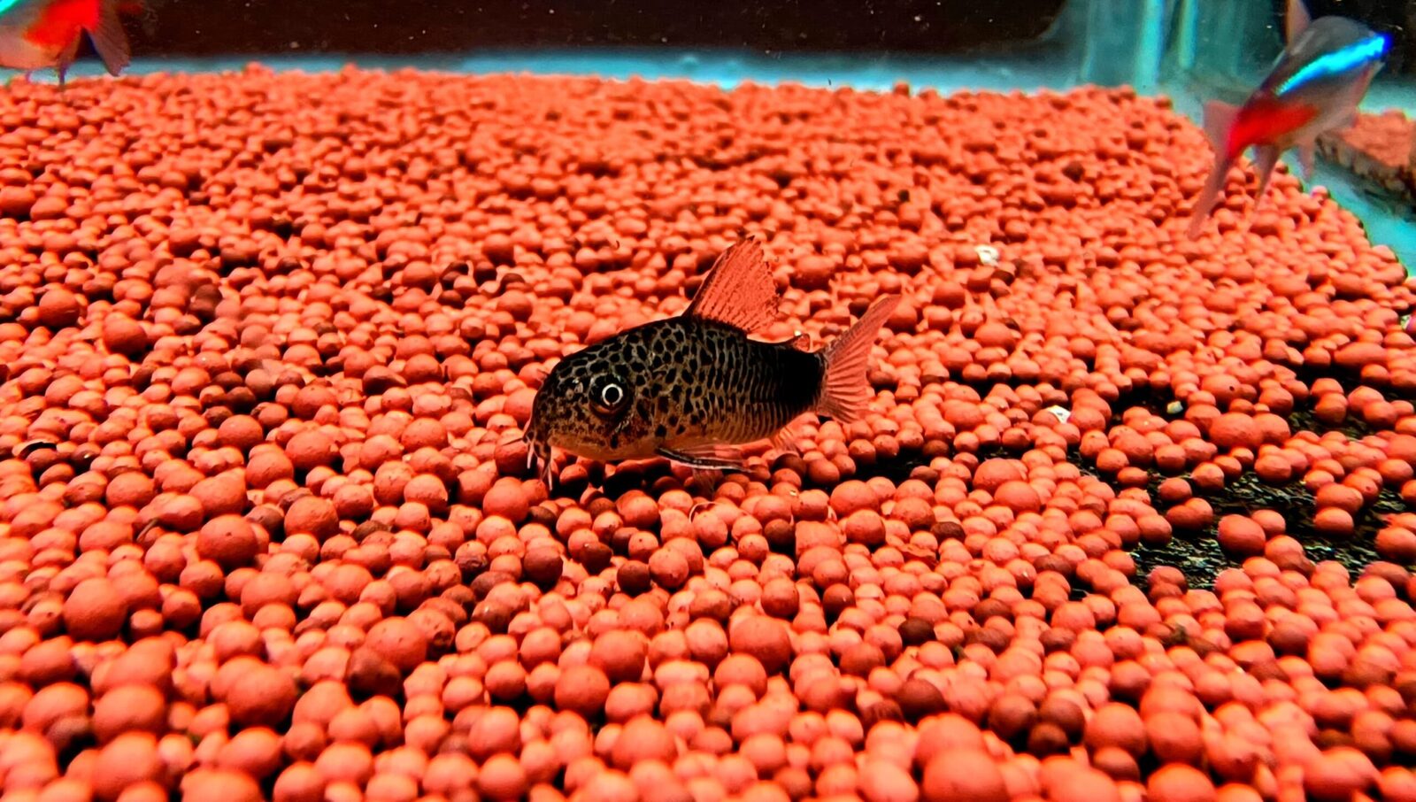 Similis cory