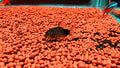 Similis cory
