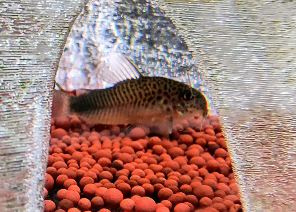 Similis cory