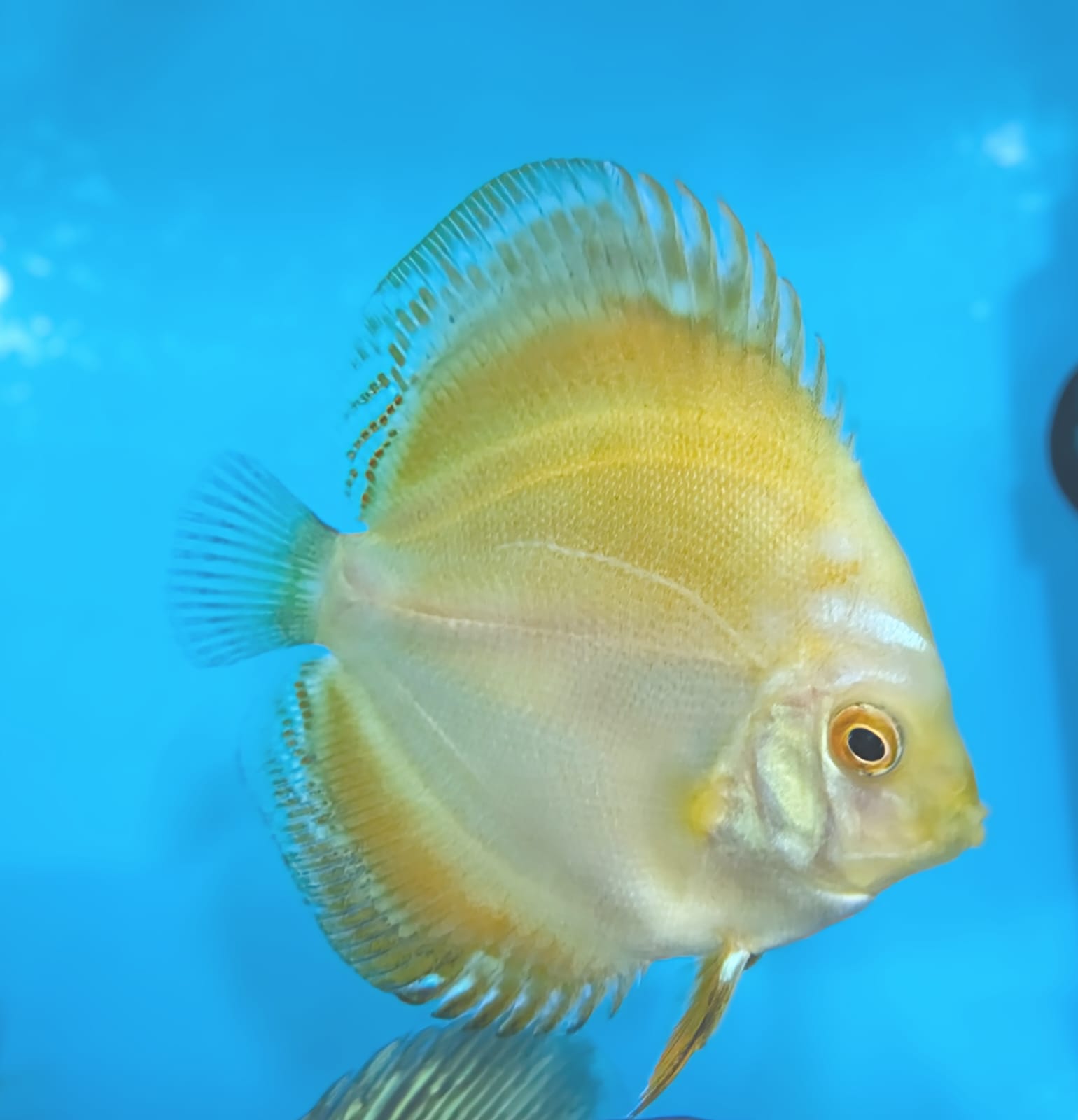 Solid Yellow Discus