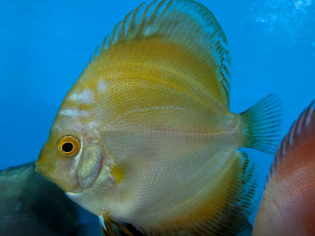 Solid Yellow Discus