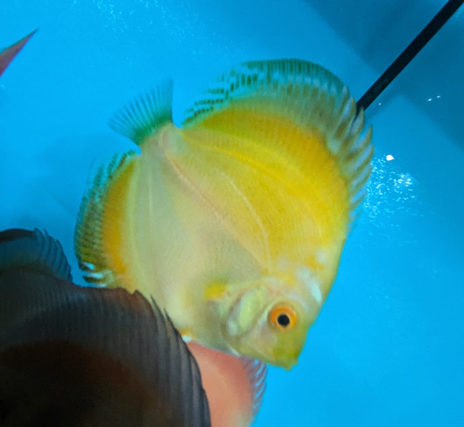 Solid Yellow Discus