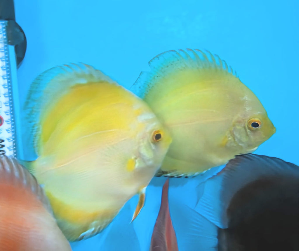Solid Yellow Discus