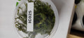 IC025-Rotala-sp-Vietnam-TC