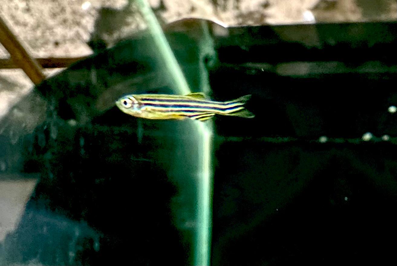 blue danio