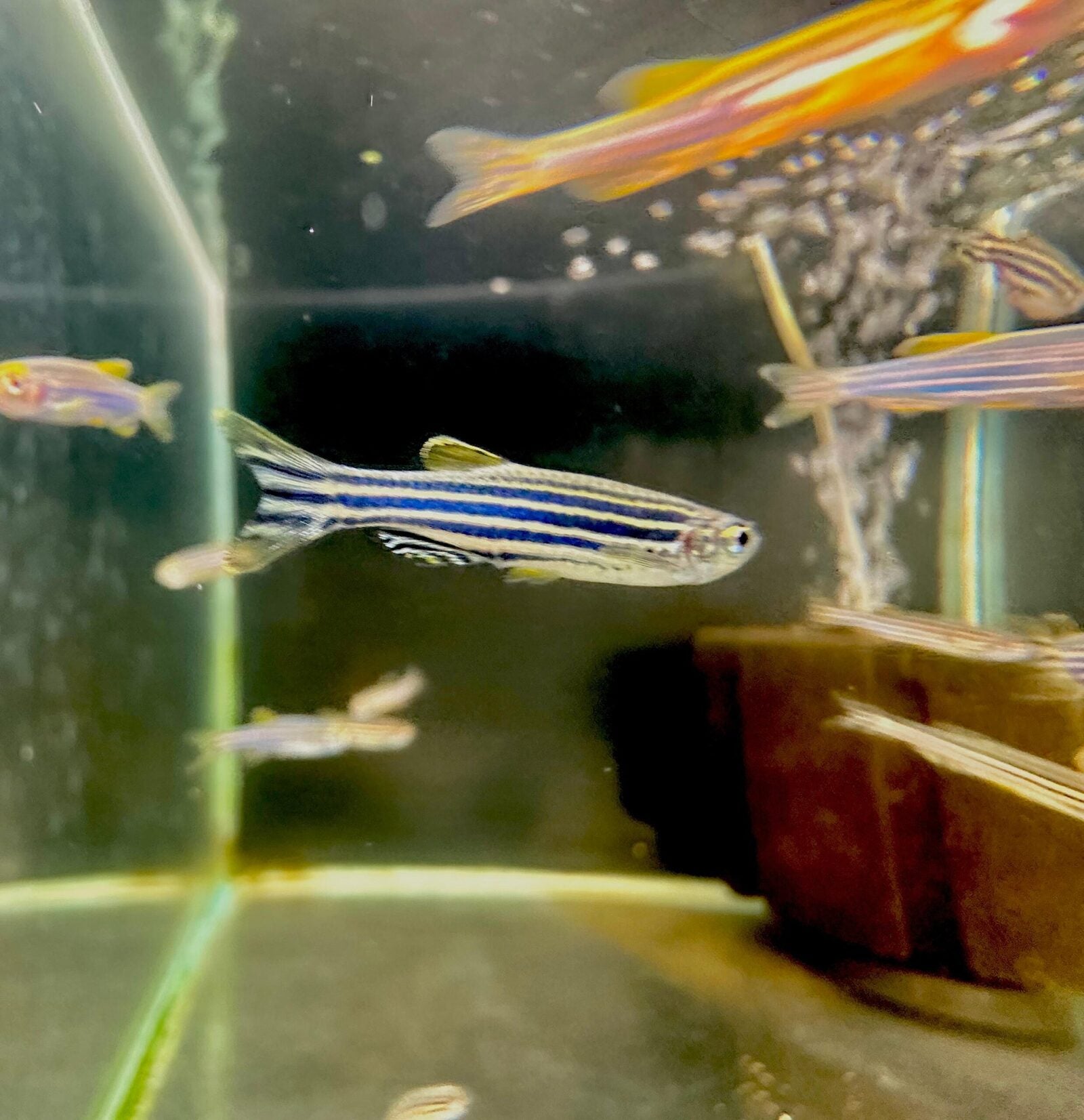 blue danio