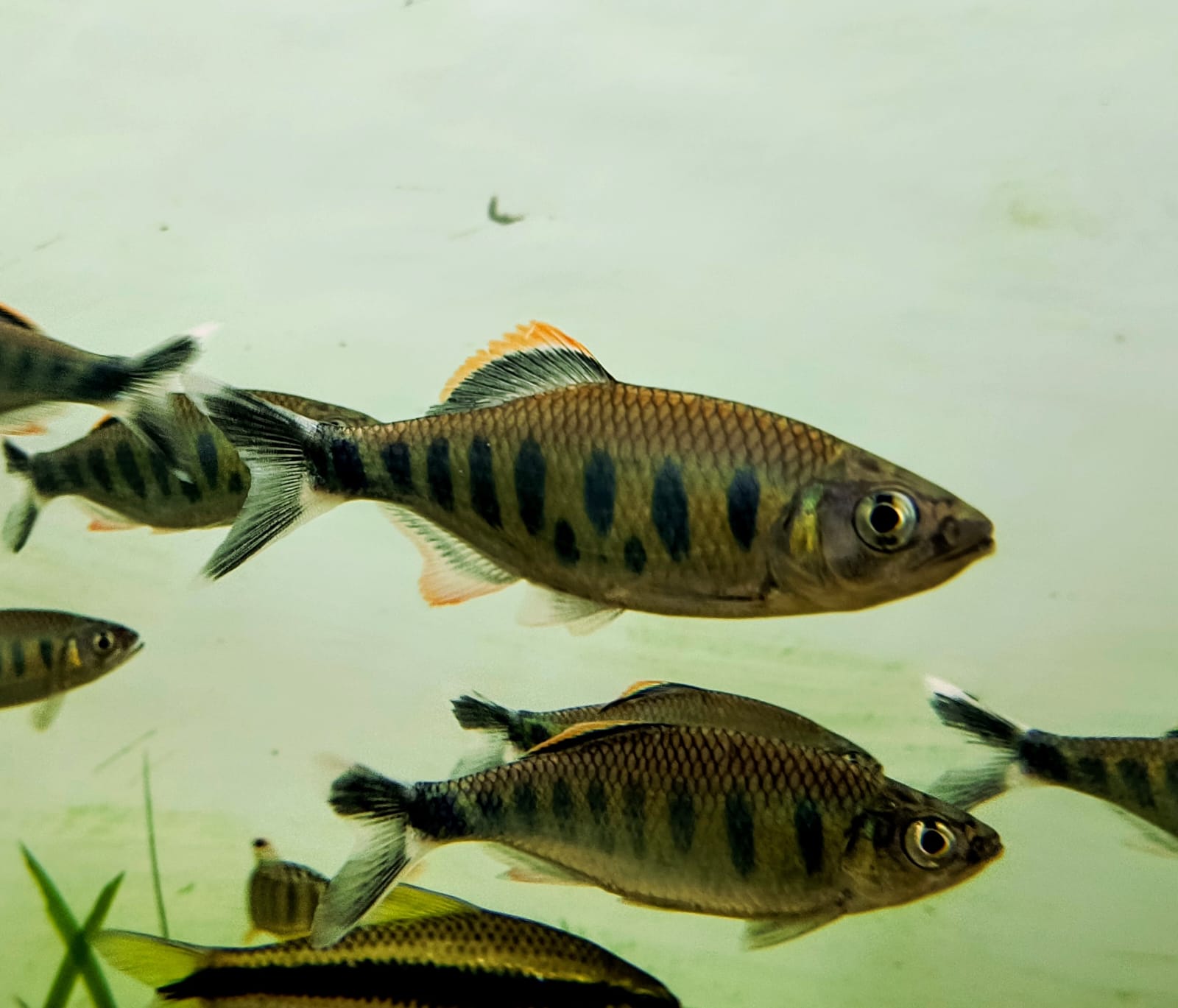 giant danio