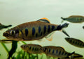 giant danio