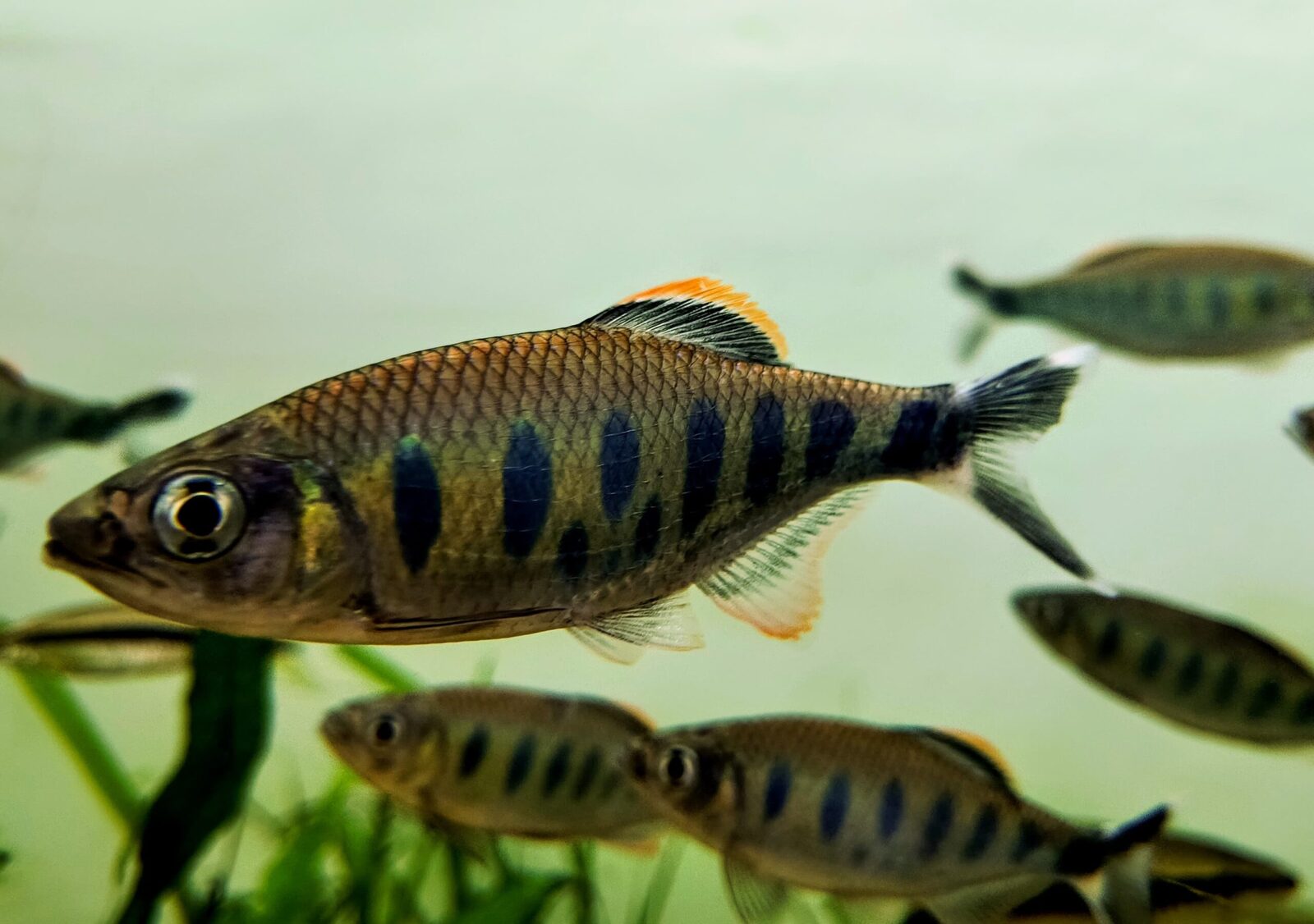 giant danio