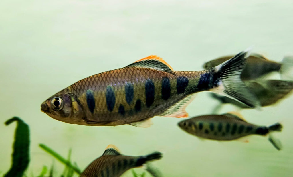 giant danio