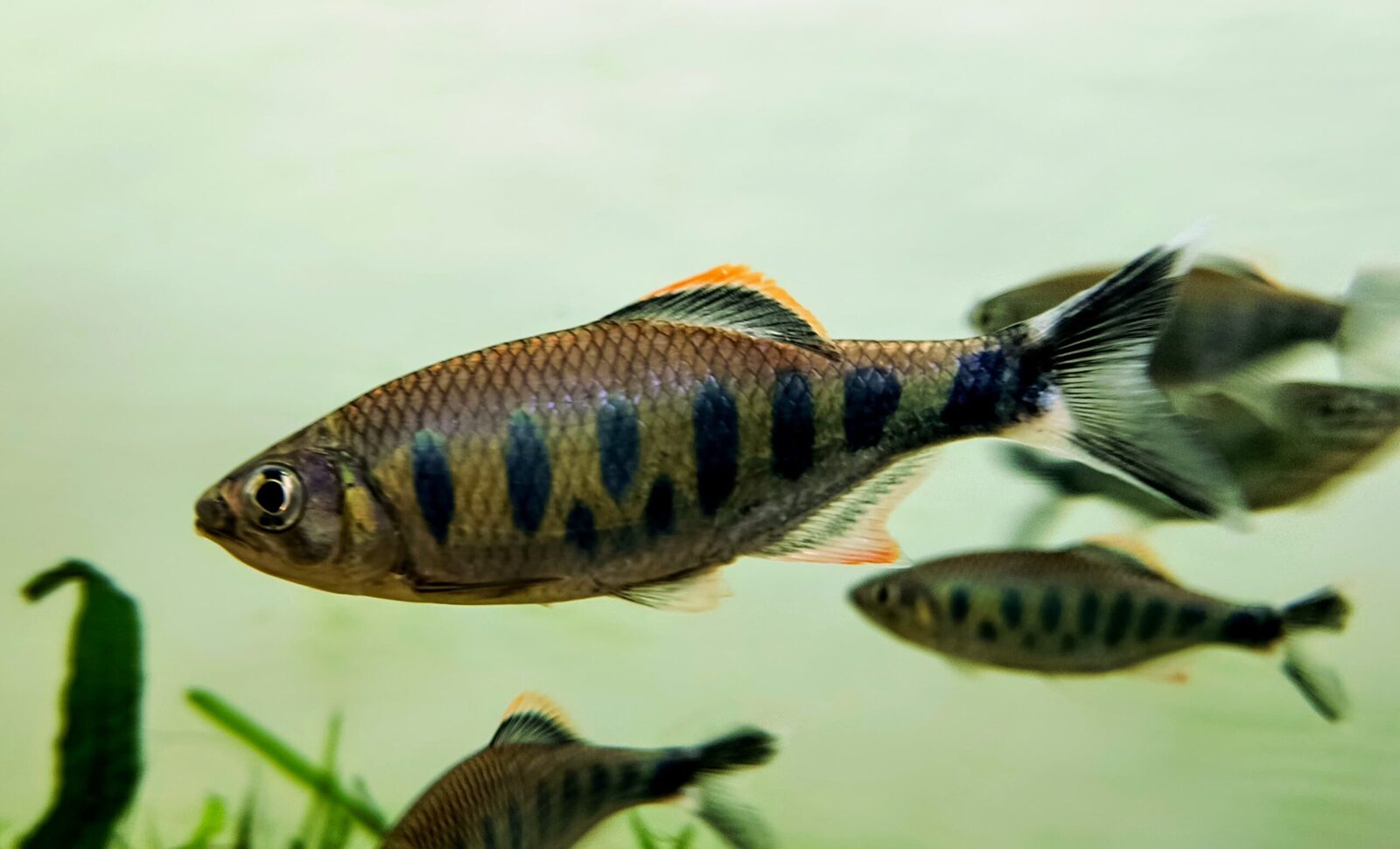 giant danio