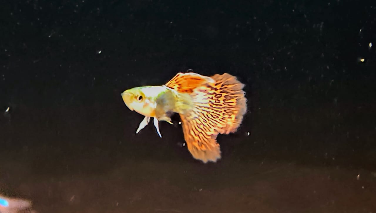 Dumbo Ear Guppy