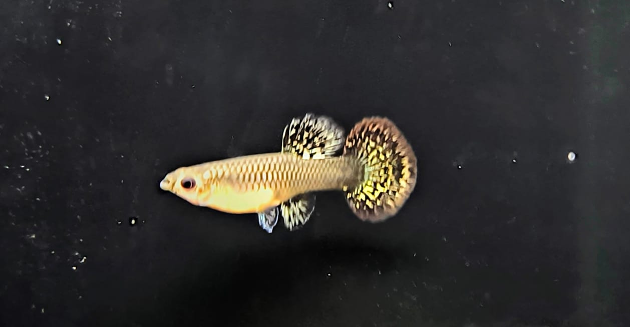 Dumbo Ear Guppy