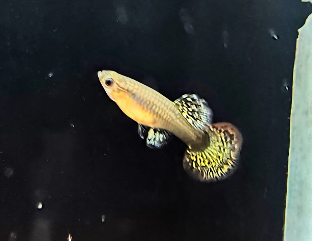 Dumbo Ear Guppy