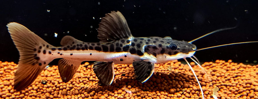 Red Tail Shovelnose Catfish