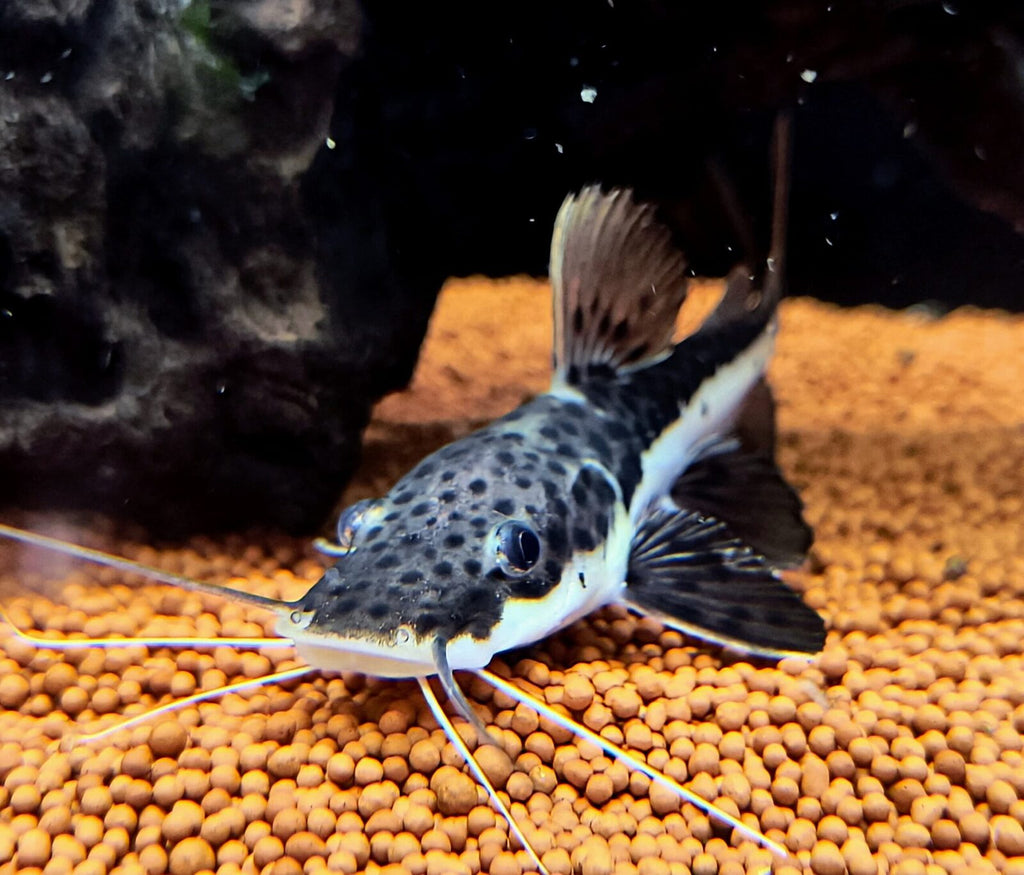 Red Tail Shovelnose Catfish