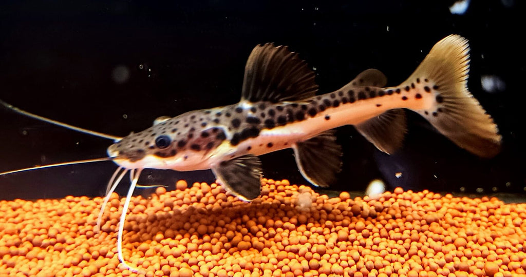 Red Tail Shovelnose Catfish