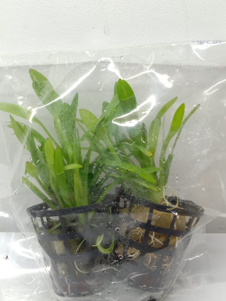 Sagittaria-Subulata1
