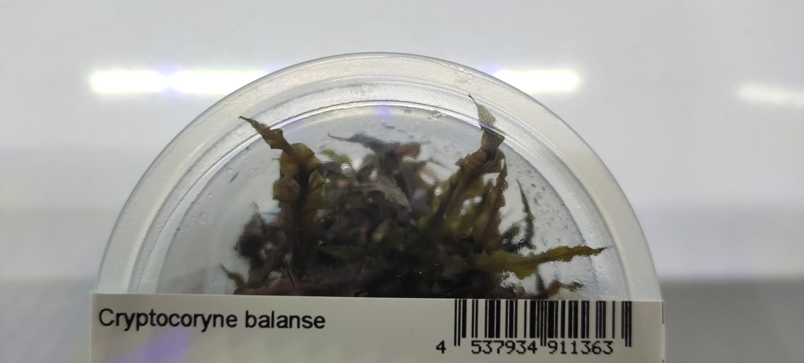 Cryptocoryne-Balansae-2