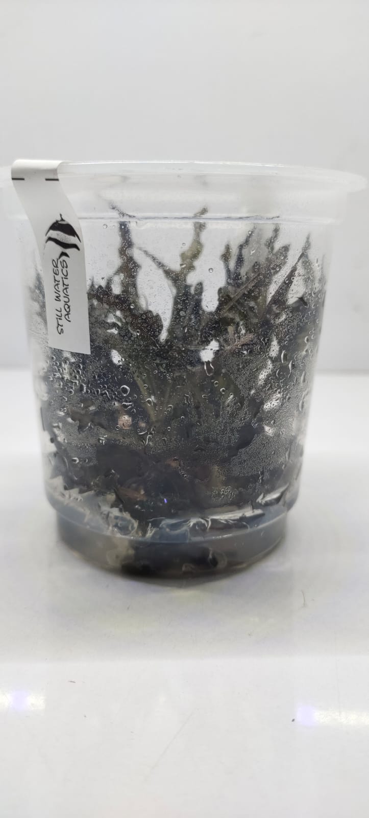 Cryptocoryne-Balansae-2