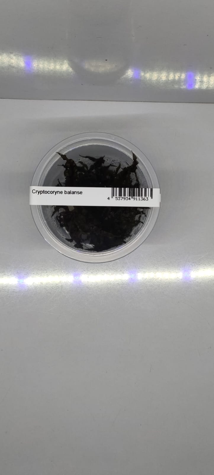 Cryptocoryne-Balansae-2