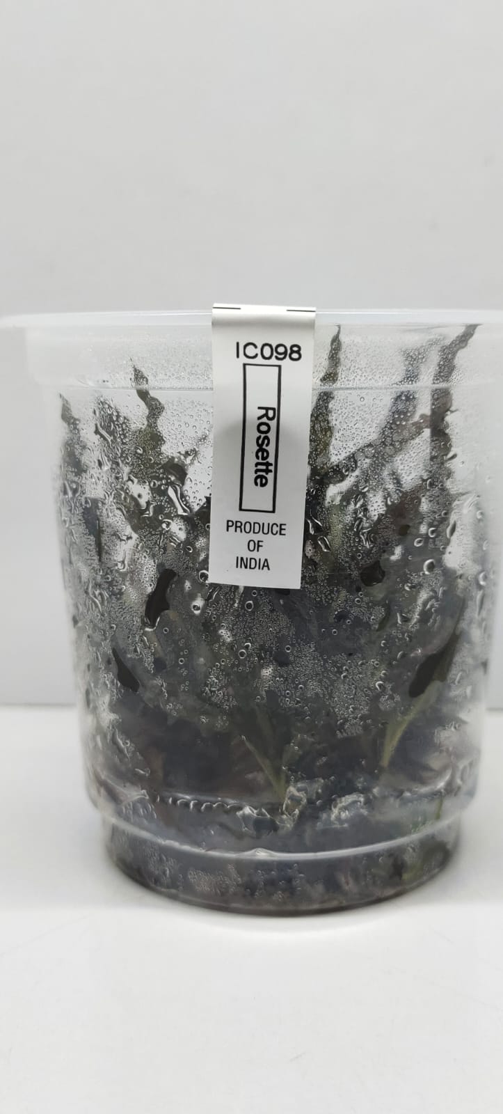 Cryptocoryne-Balansae-4