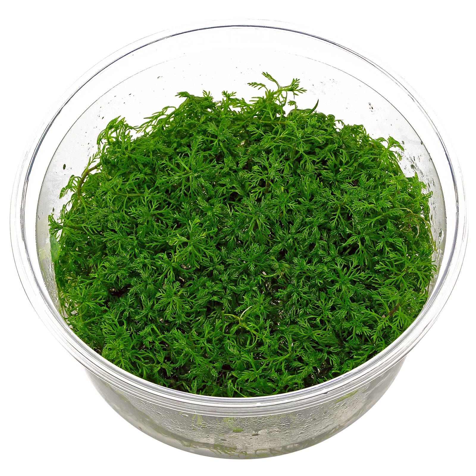 Myriophyllum-Mattogrossense-