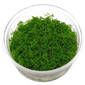 Myriophyllum-Mattogrossense-