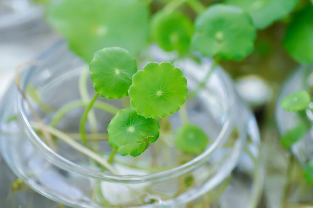Hydrocotyle umbellata L, Water Pennywortor ARALIACEAE in the vase