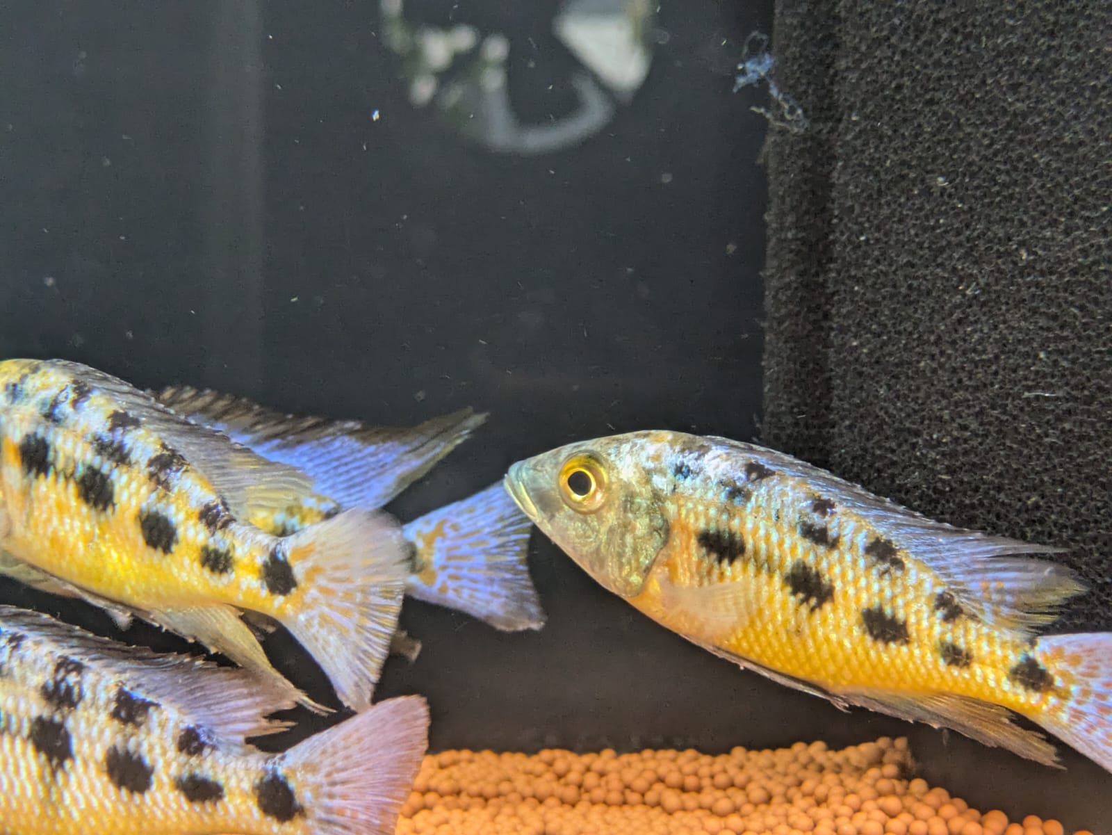 Rostrratum cichlid