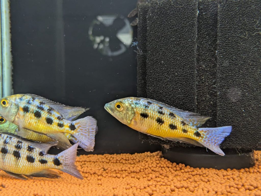 Rostrratum cichlid