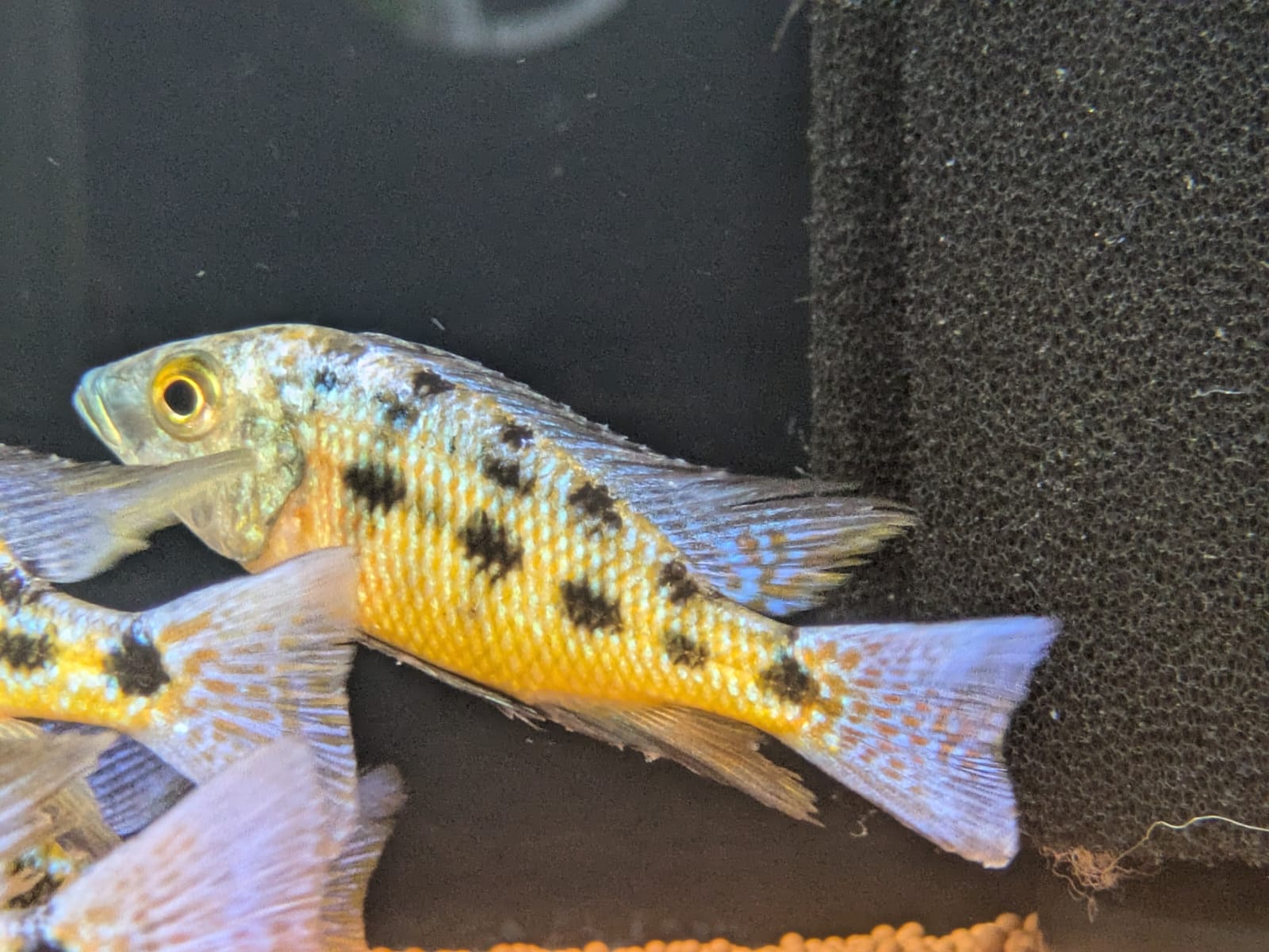 Rostrratum cichlid