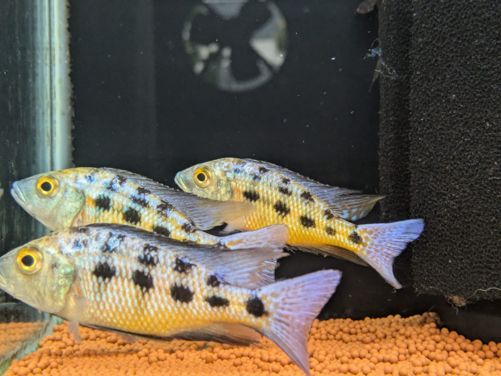Rostrratum cichlid (4)