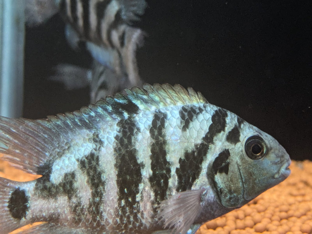 Honduran red point cichlid (3)