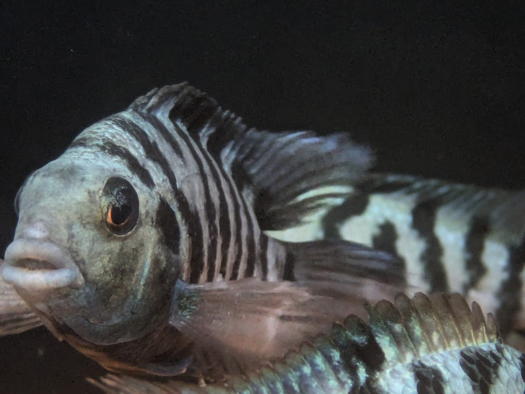 Honduran red point cichlid (3)