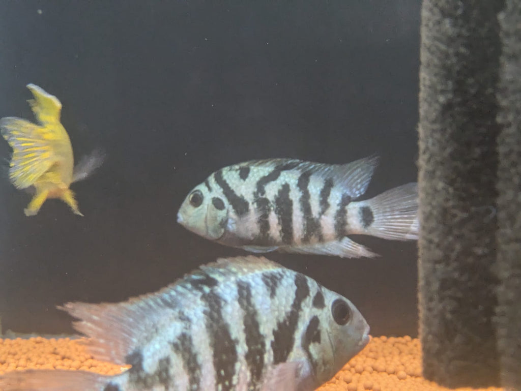 Honduran red point cichlid (3)