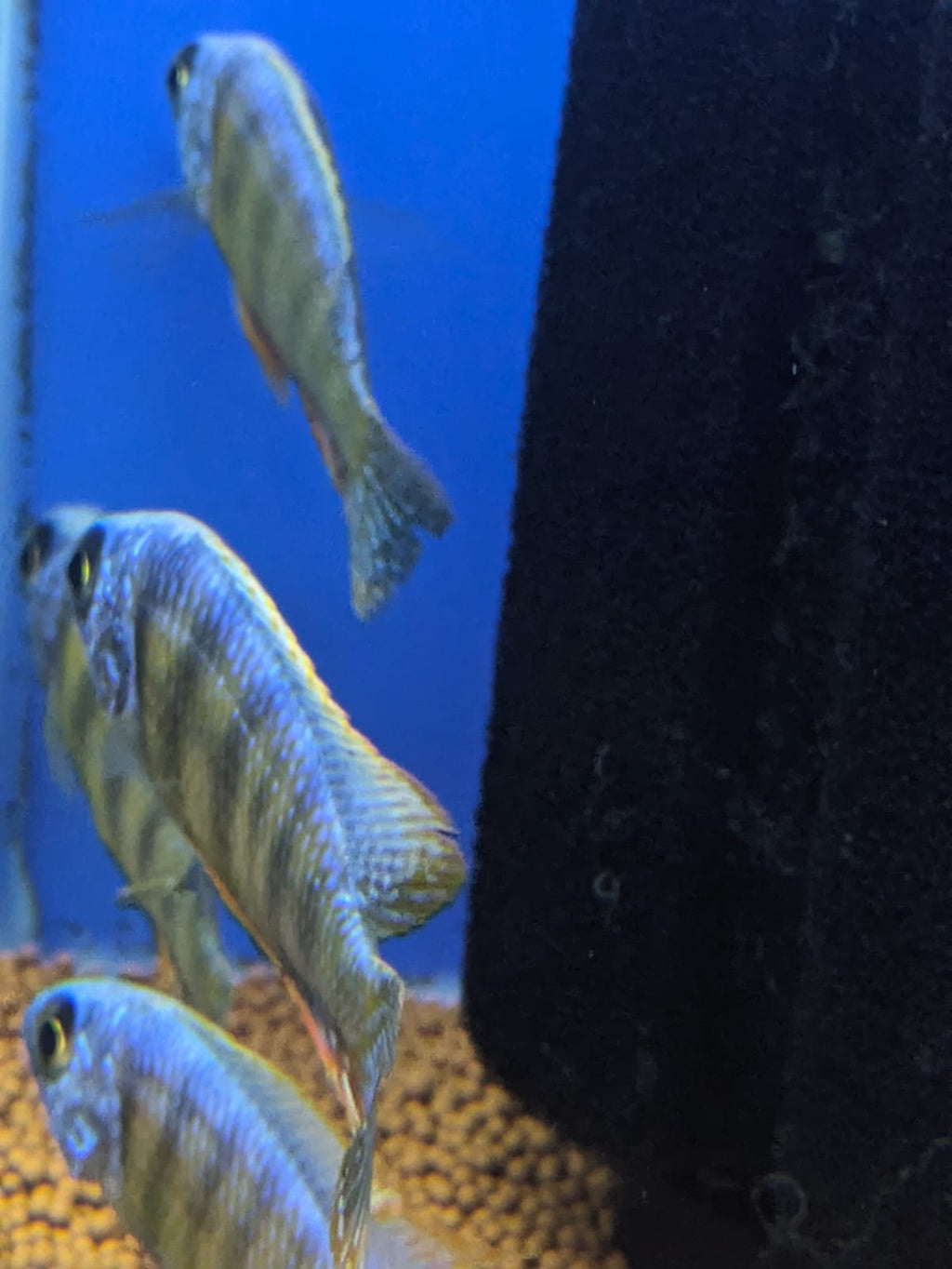 Taiwan Reef Cichlid
