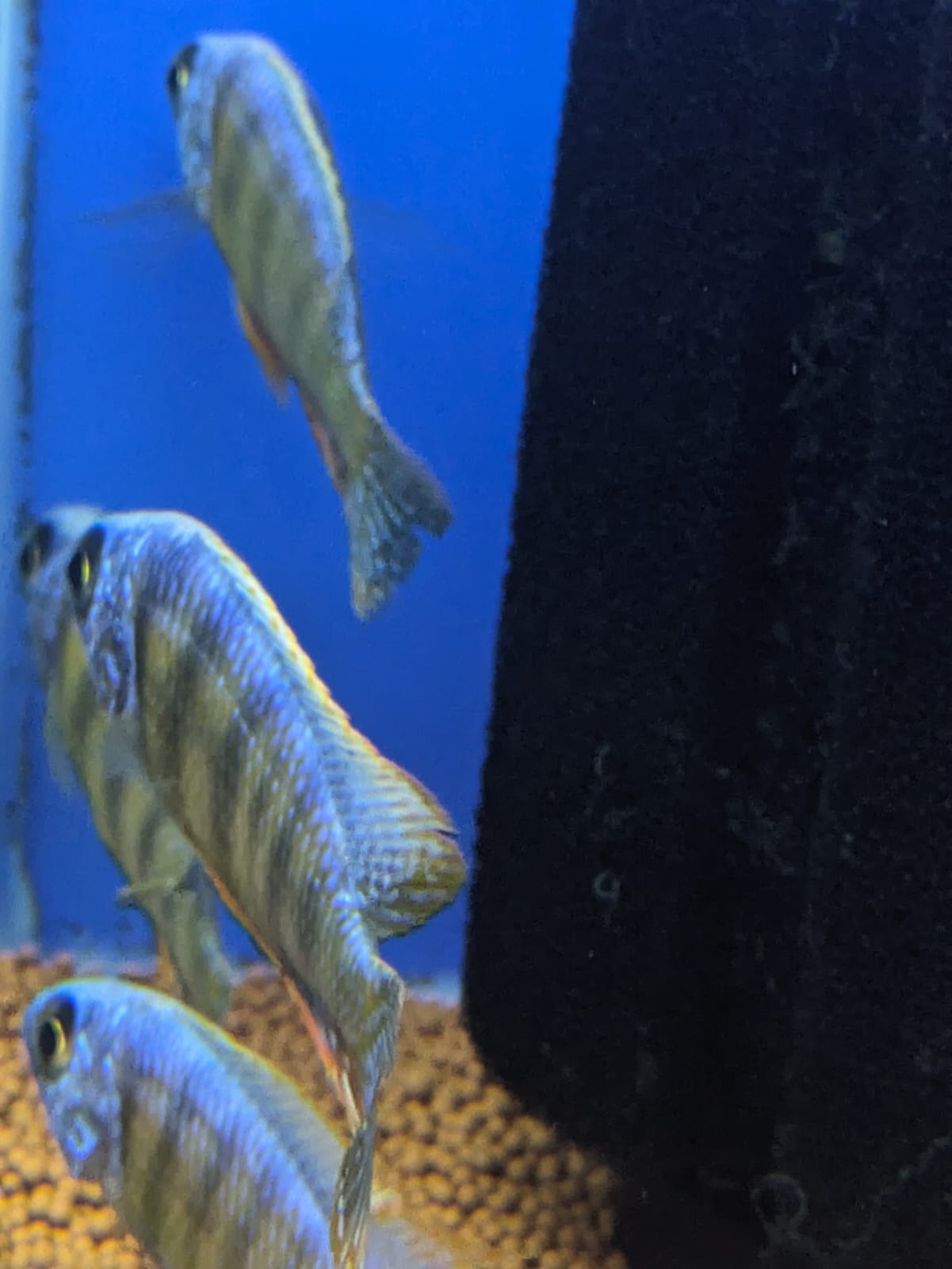 Taiwan Reef Cichlid