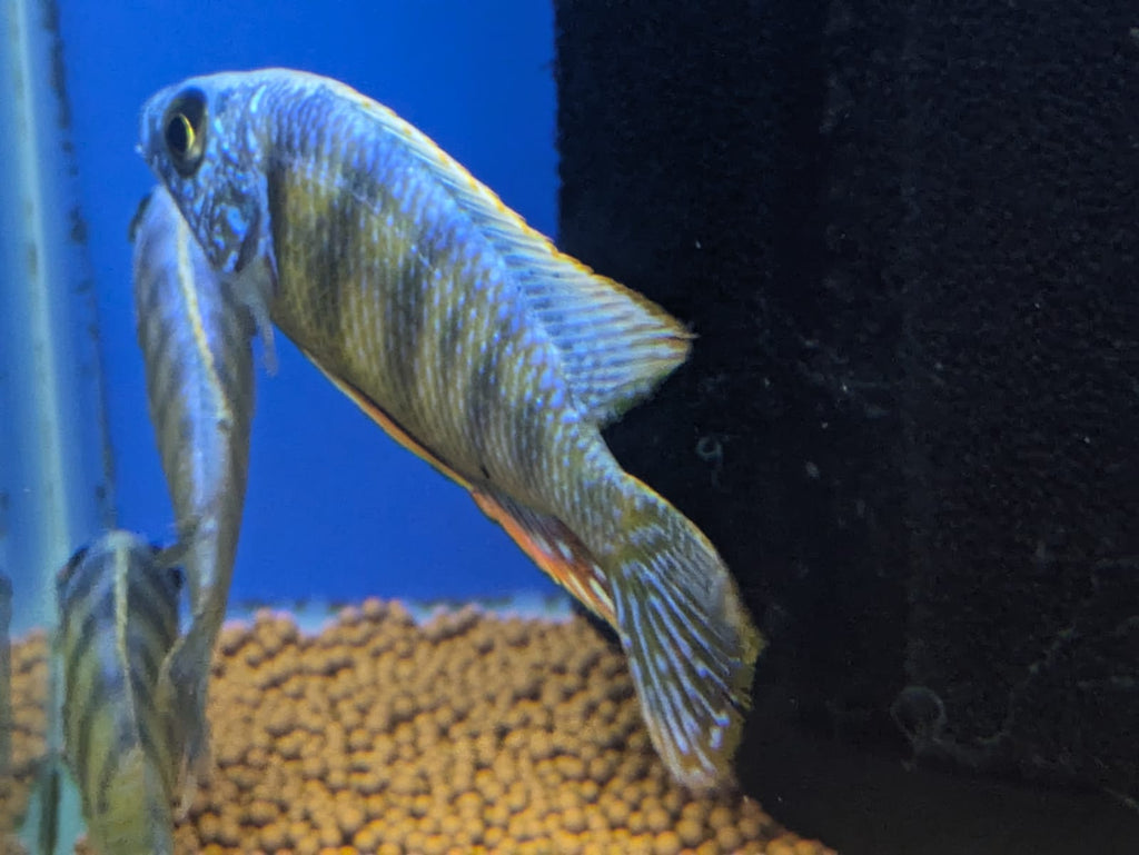 Taiwan Reef Cichlid