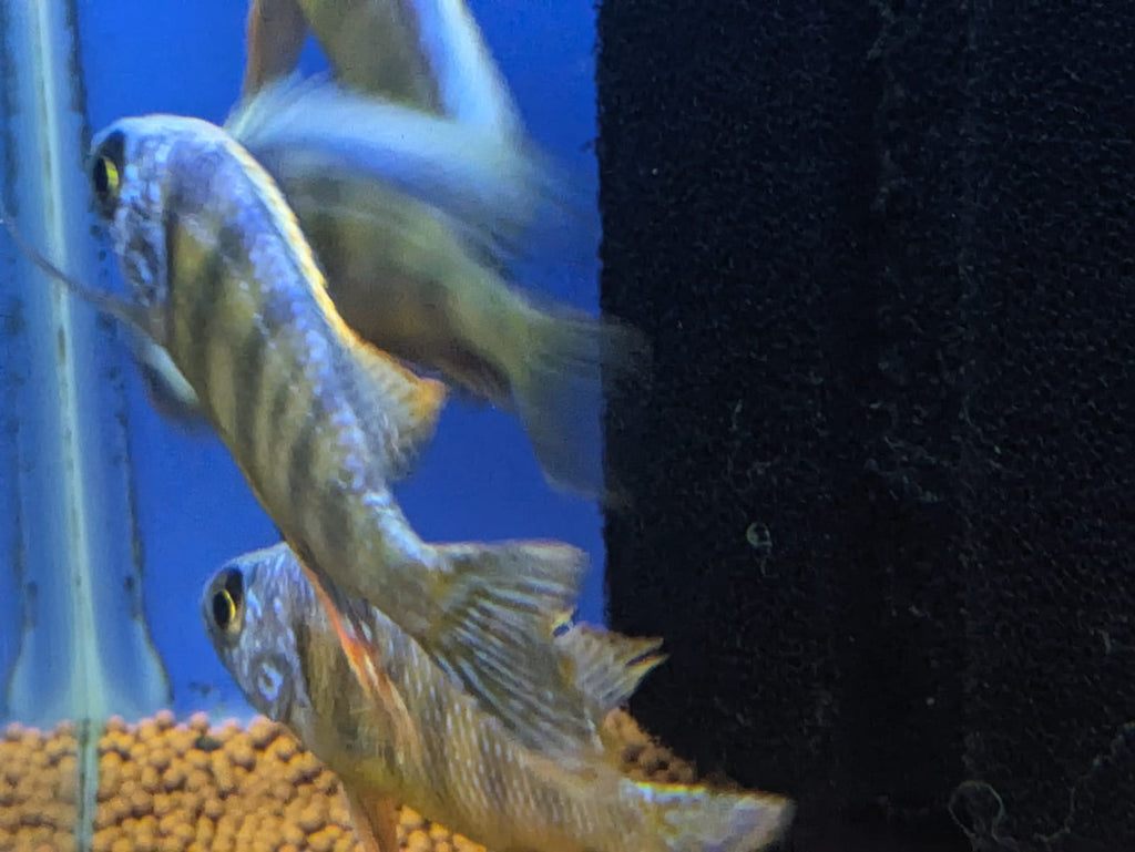 Taiwan Reef Cichlid