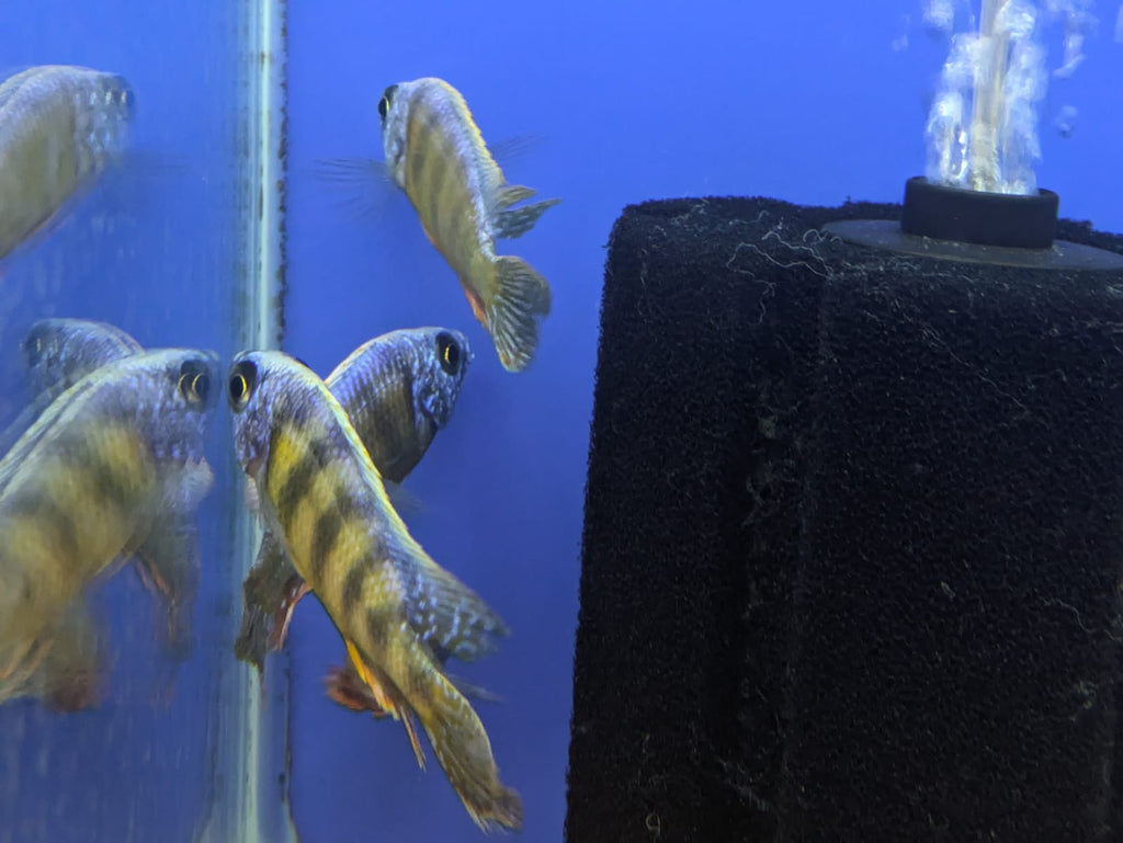 Taiwan Reef Cichlid