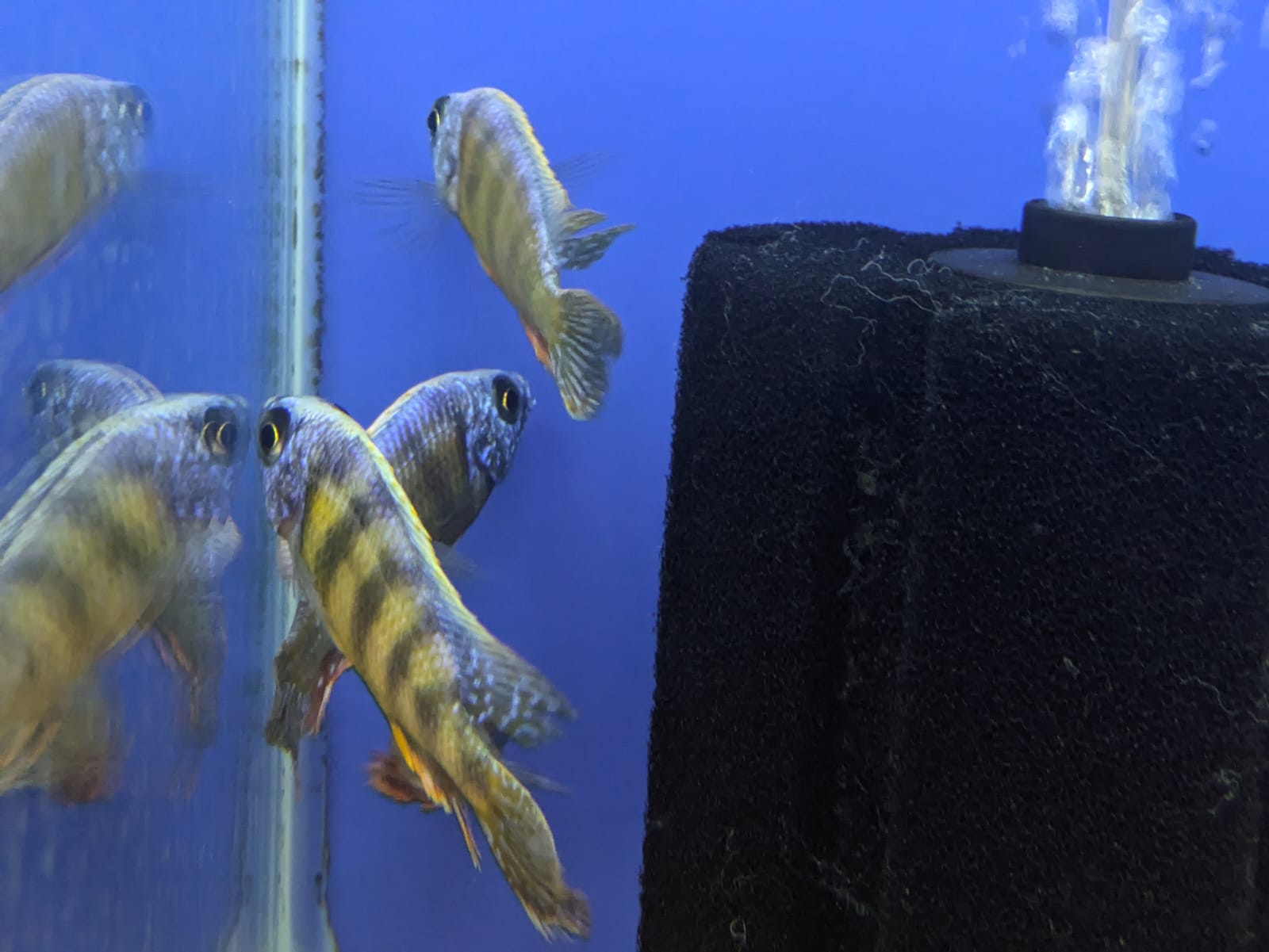 Taiwan Reef Cichlid
