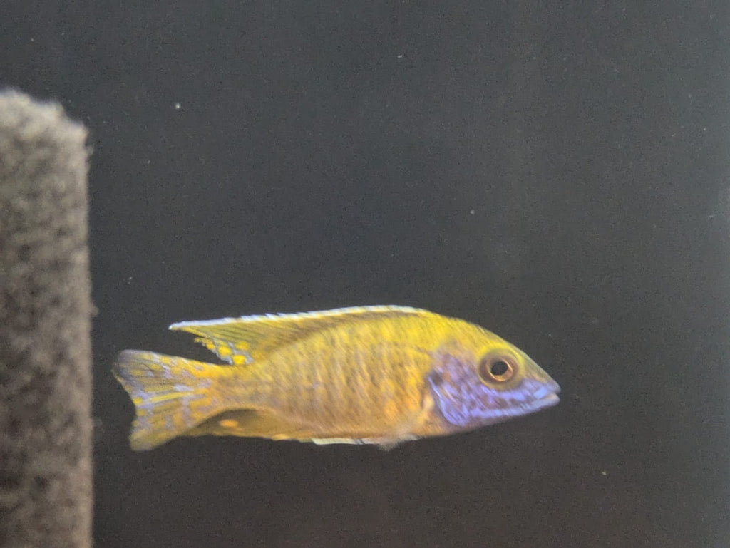 Lemon Jake Peacock Cichlid