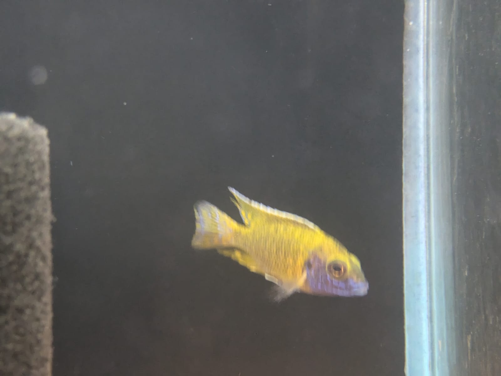 Lemon Jake Peacock Cichlid