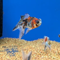 Bumble eye gold _main