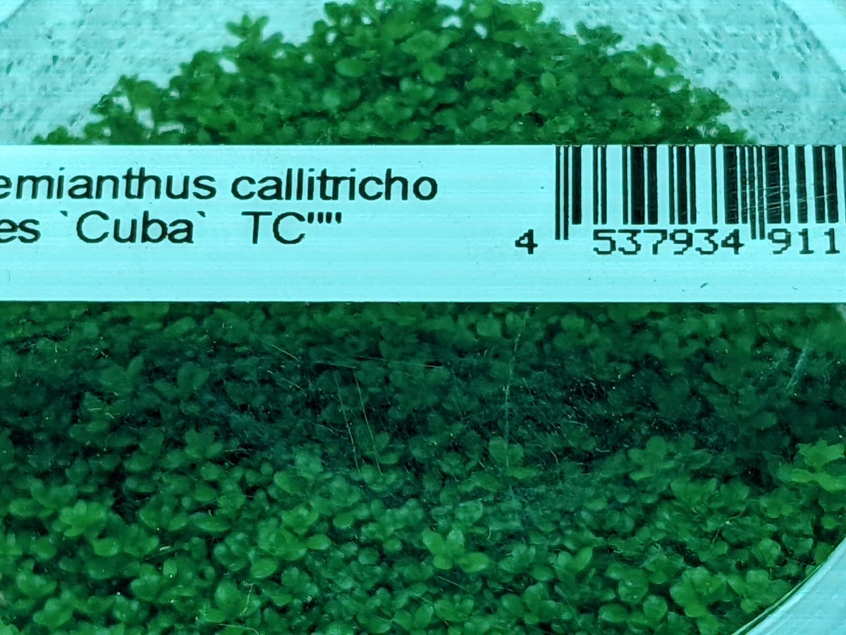 Hc Fish Hemianthus Callitrichoides Cuba TC – IC008 – Splashy Fin Aquarium Bengaluru
