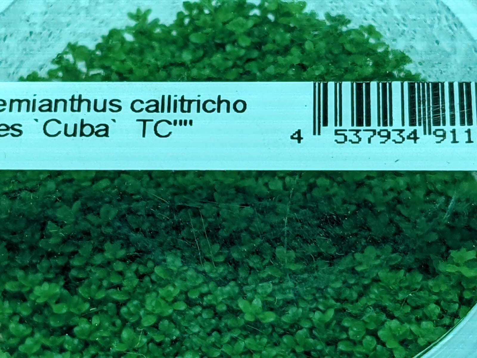 IC008-Hemianthus-Callitrichoides-Cuba (1)