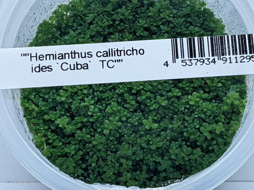 Hc Fish Hemianthus Callitrichoides Cuba TC – IC008 – Splashy Fin Aquarium Bengaluru